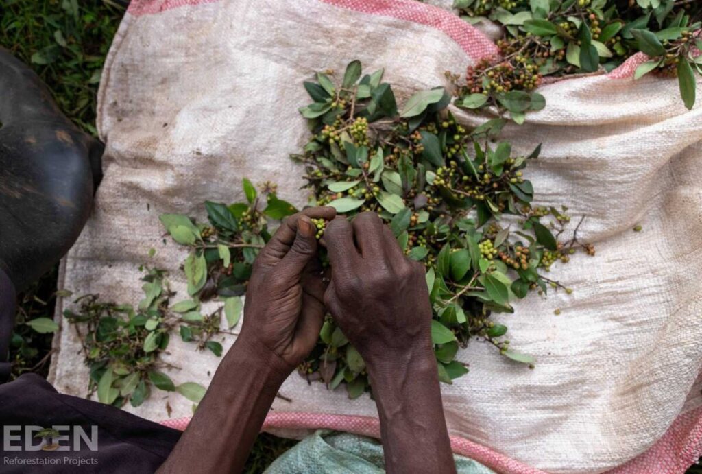 Handen sorteren groene bessen en bladeren op doek.
